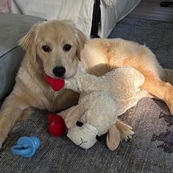 Prism's Caribbean Girl Power, bowen offspring