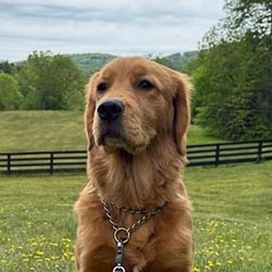 Prism's Caribbean Girl Power, bowen offspring