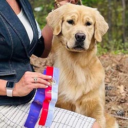 Prism's Caribbean Girl Power, bowen offspring