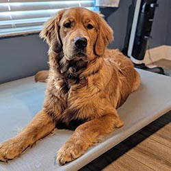 Prism's Caribbean Girl Power, bowen offspring