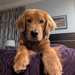 Prism's Caribbean Girl Power, bowen offspring