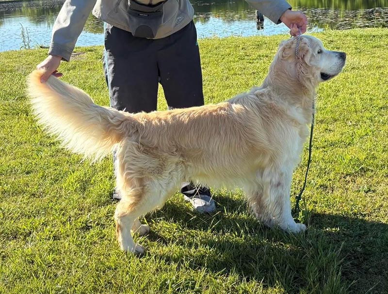 Prism's Caribbean Girl Power, bowens sire