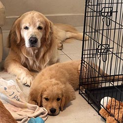 Questan’s Caribbean A Peony For Your Thoughts, Freud