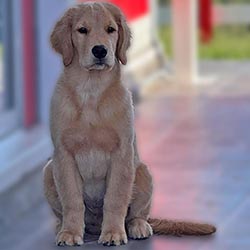 Questan’s Caribbean A Peony For Your Thoughts, Freud