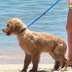 Questan’s Caribbean A Peony For Your Thoughts, Freud