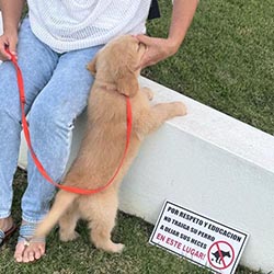 Questan’s Caribbean A Peony For Your Thoughts, Freud