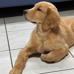 Questan’s Caribbean A Peony For Your Thoughts, Freud