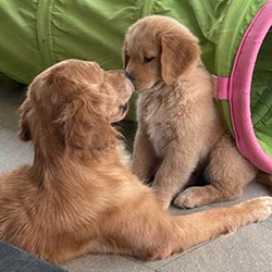 Questan’s Caribbean A Peony For Your Thoughts, Freud