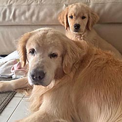 Questan’s Caribbean A Peony For Your Thoughts, Freud