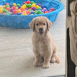 Questan’s Caribbean A Peony For Your Thoughts, Freud