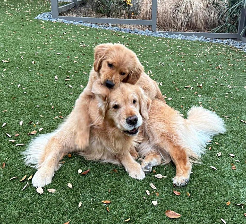caribbean golden retrievers in puerto rico