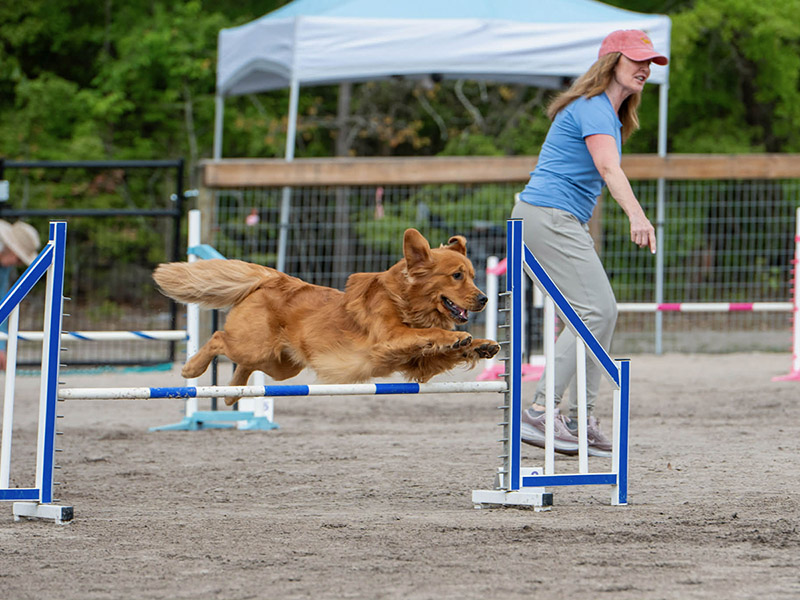 caribbean golden retrievers in puerto rico